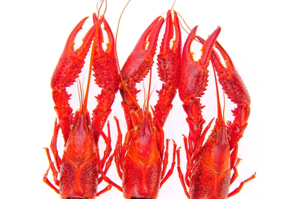 Lobster White Background — Stock Photo, Image