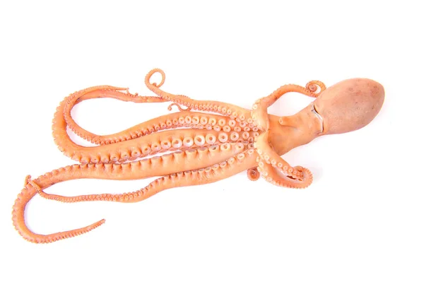 Octopus Een Witte Achtergrond — Stockfoto