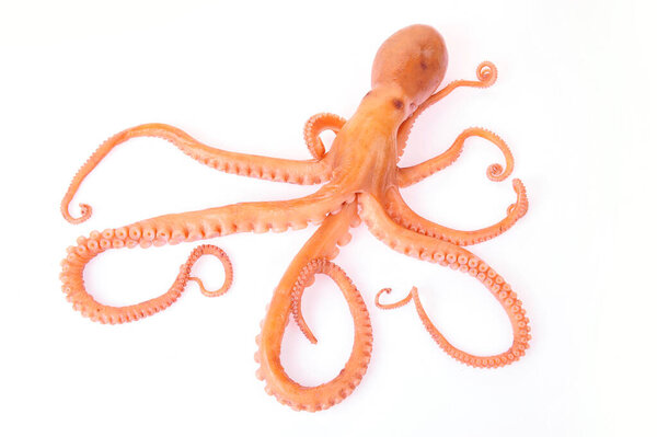 Осьминог на белом фоне