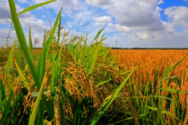 Sonbahar pirinç tarlaları
