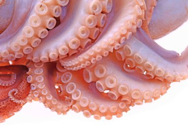 Beyaz arkaplanda ahtapot