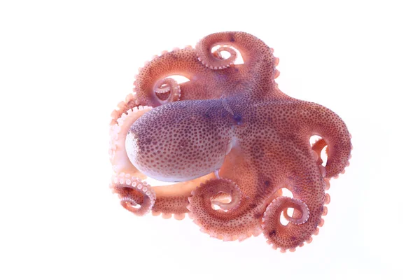 Octopus White Background — Stock Photo, Image