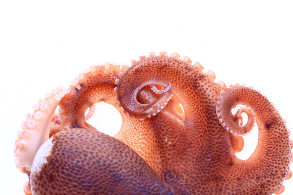 Осьминог на белом фоне