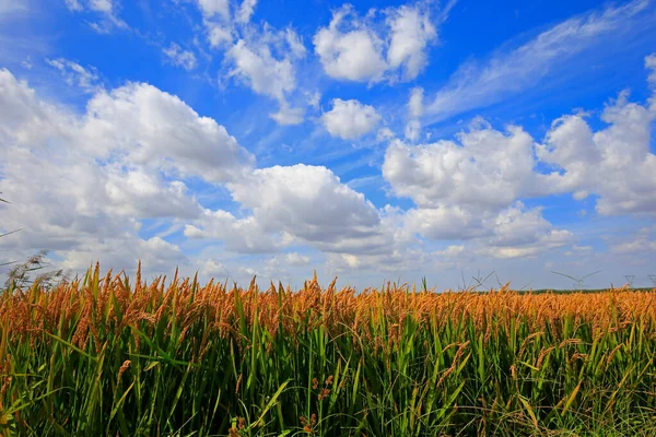 Höstens Risfält — Stockfoto