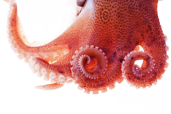 Octopus Een Witte Achtergrond — Stockfoto