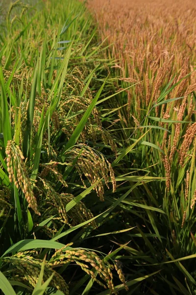 Los Arrozales Otoño — Foto de Stock