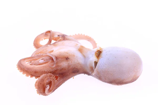 Octopus Een Witte Achtergrond — Stockfoto