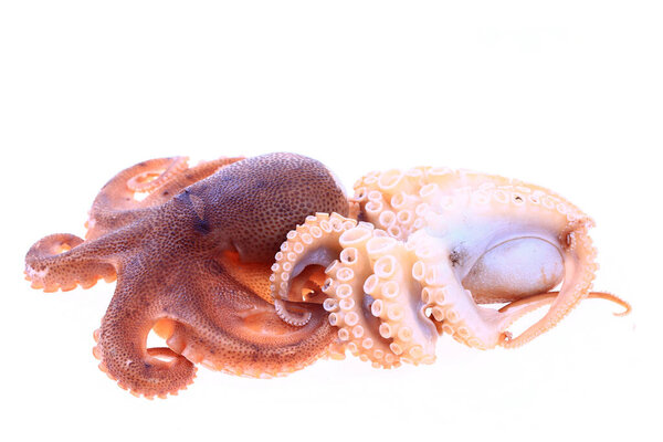 Осьминог на белом фоне