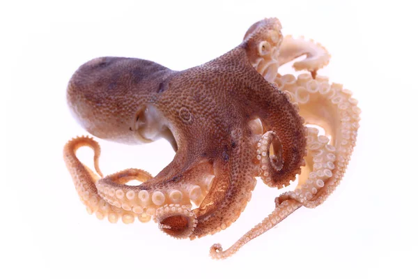 Octopus White Background — Stock Photo, Image