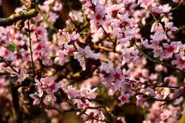 Güzel şeftali çiçeği, çok güzel.