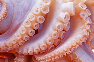 Beyaz arkaplanda ahtapot