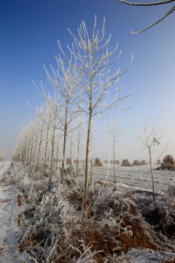 Kışın kar manzarası
