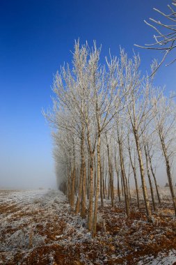 Kışın kar manzarası
