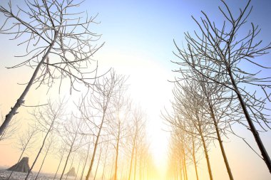 Kışın kar manzarası