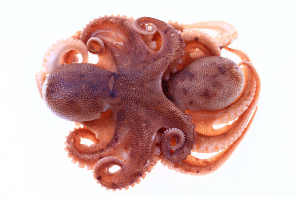 Осьминог на белом фоне