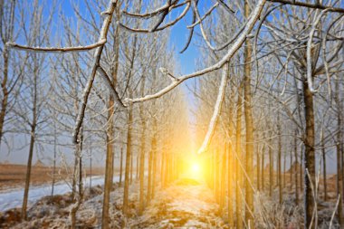 Kışın kar manzarası