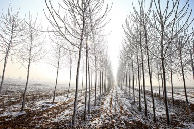 Kışın kar manzarası