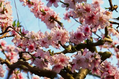 Güzel şeftali çiçeği, çok güzel.
