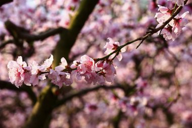 Güzel şeftali çiçeği, çok güzel.