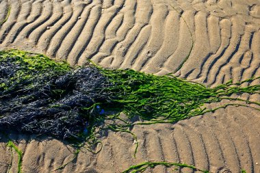 Deniz kenarındaki yeşil yosun plajı