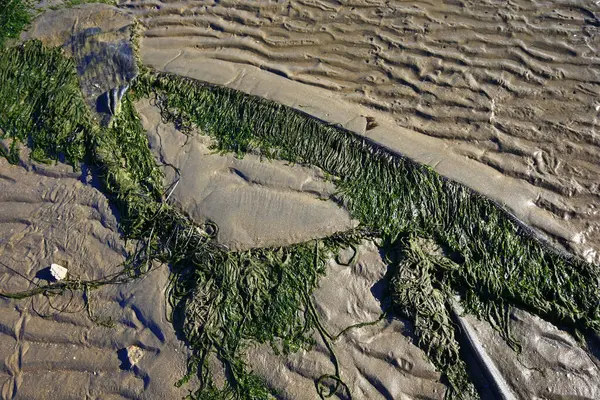 Зеленый Пляж Моря — стоковое фото