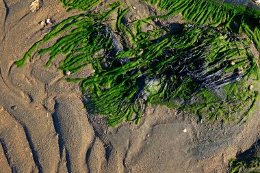 Deniz kenarındaki yeşil yosun plajı