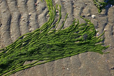 Deniz kenarındaki yeşil yosun plajı