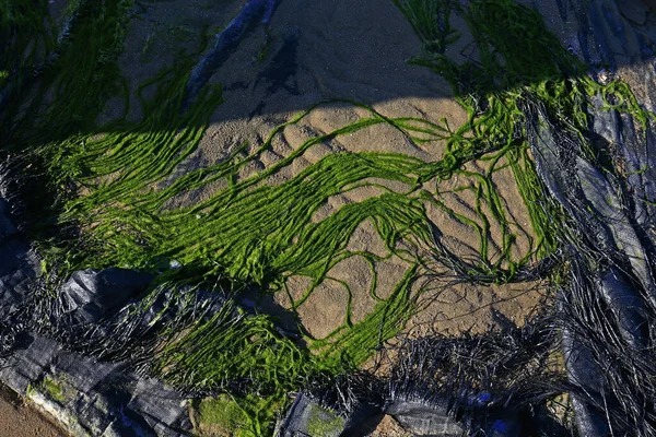 Зеленый Пляж Моря — стоковое фото