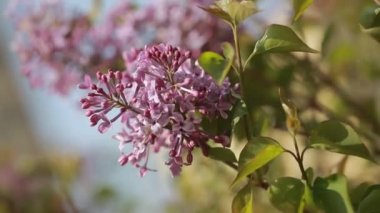 Mor leylak çiçeği çiçeği yakın plan