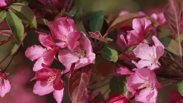 Floración China Cangrejo Manzana Flor Muy Hermosa — Vídeos de Stock
