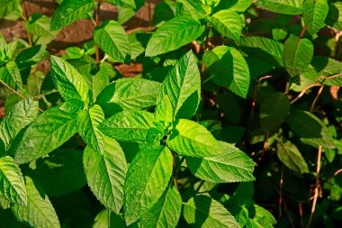 Taze nane yaprakları, yeşil bitkiler.
