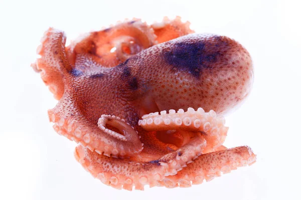 Octopus Een Witte Achtergrond — Stockfoto