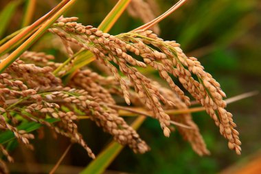 Olgun pirinç çiftliği.