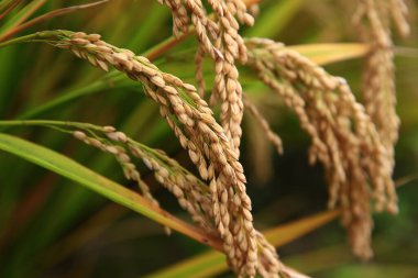 Olgun pirinç çiftliği.