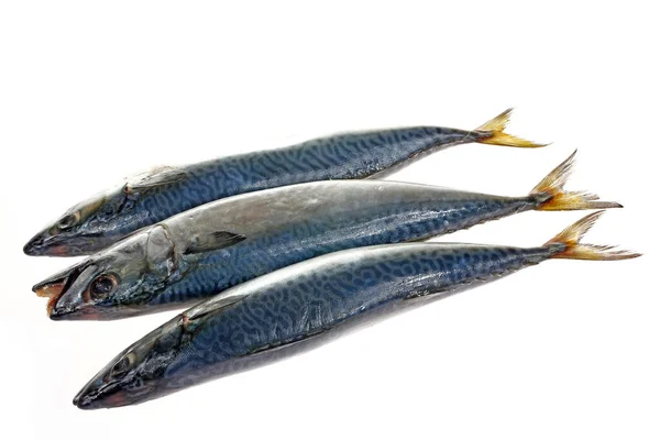 Fisken Vit Bakgrund — Stockfoto