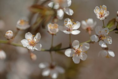 Şeftali çiçeğinin tam çiçeğinde