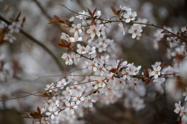 Şeftali çiçeğinin tam çiçeğinde