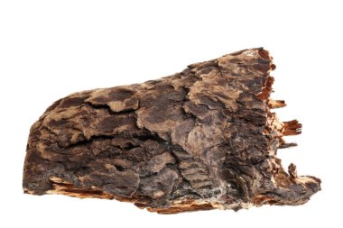 Beyaz arka planda çam kabuğu