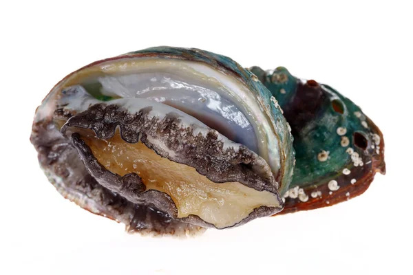 Mollusques Ormeaux Sur Fond Blanc Délicieux — Photo