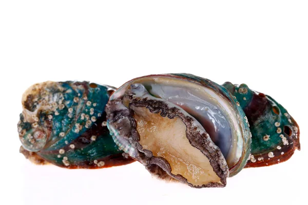 Abalone Kerang Pada Latar Belakang Putih Lezat — Stok Foto