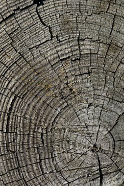 Arka plan olarak eski tahta, eski ağacın dokusu.