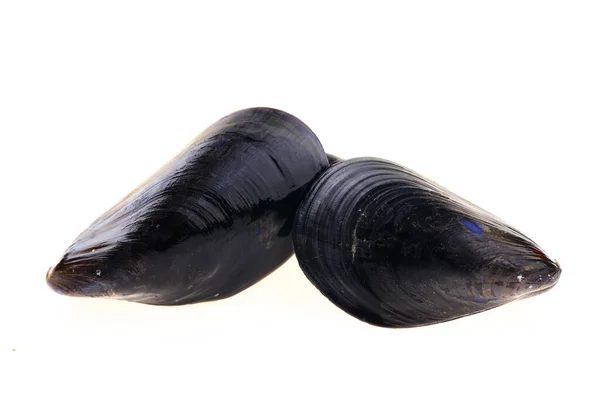 Mussels White Background — Stock Photo, Image