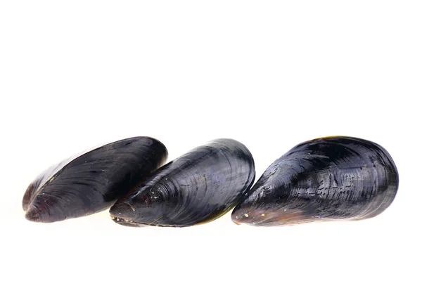 Mussels White Background — Stock Photo, Image