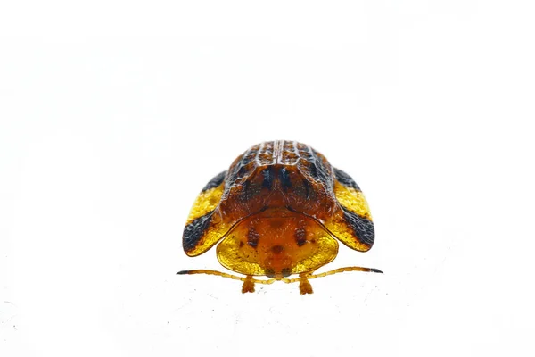 Concha Tortuga Grande Remolacha Sobre Fondo Blanco Imágenes Cerca — Foto de Stock