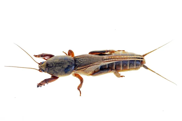 Mole Cricket Isolado Fundo Branco Inseto Toupeira Close Fotos — Fotografia de Stock