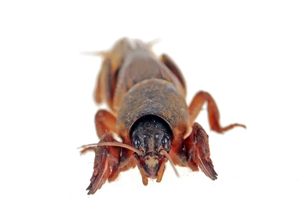 Grillo Topo Aislado Sobre Fondo Blanco Insecto Topo Imágenes Cerca — Foto de Stock