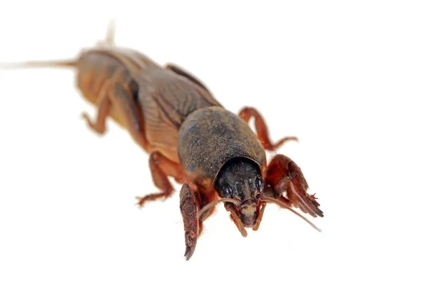 Mullvad Cricket Isolerad Vit Bakgrund Mullvad Insekt Närbilder — Stockfoto