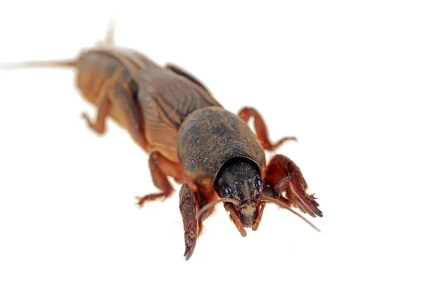 Grillo Topo Aislado Sobre Fondo Blanco Insecto Topo Imágenes Cerca — Foto de Stock