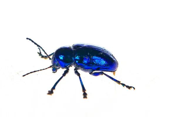 白い背景の葉甲虫 クローズアップ写真 — ストック写真