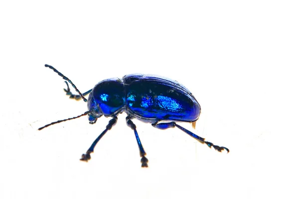 Leaf Beetles White Background Close Pictures — Stock Photo, Image